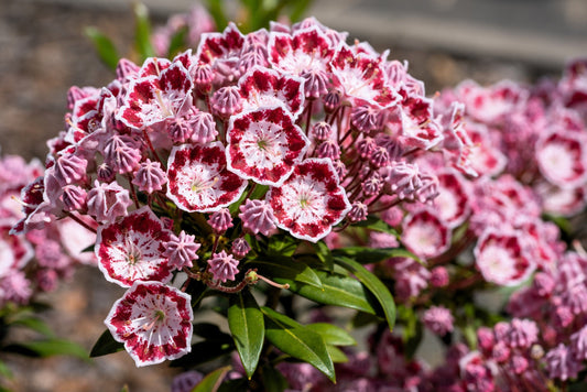 50 MOUNTAIN LAUREL White Pink Red Kalmia Latifolia Shrub Bush Seeds