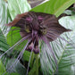 5 BLACK BAT FLOWER ( Cats Whiskers / Devil Flower ) Tacca Chantrieri Flower Seeds