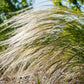 25 MEXICAN FEATHER GRASS Pony Tails Ornamental Stipa Tenuissima Nassella Seeds Wind Whisp