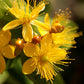 1500 Great SAINT JOHNS WORT St John's Hypericum Pyramidatum Yellow Flower Herb Seeds