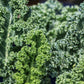 2500 VATES Blue CURLED KALE / Dwarf Blue Curled Scotch Kale Brassica Oleracea Vegetable Seeds