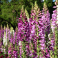 1000 FOXGLOVE EXCELSIOR MIX Digitalis Purpurea Mixed Colors Flower Seeds