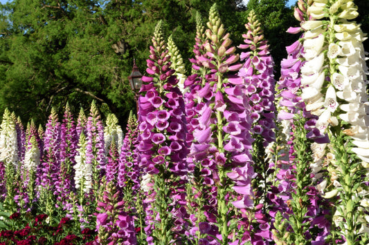1000 FOXGLOVE EXCELSIOR MIX Digitalis Purpurea Mixed Colors Flower Seeds
