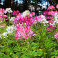 250 MIXED Colors QUEEN CLEOME (Spider Flower) Cleome Hassleriana Cleome Spinosa Flower Seeds
