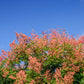 10 DWARF GOLDEN RAIN TREE Koelreuteria Paniculata Nana Yellow Flower Seeds