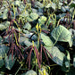 150 MUNG BEAN Moong Sprouts Golden Gram Green Vigna Radiata Vegetable Seeds