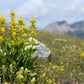 30 GREAT YELLOW GENTIAN Gentiana Lutea Herb Flower Seeds
