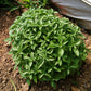 200 SPICY GLOBE BASIL Ocimum Basilicum Herb Flower Seeds