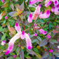 100 FLAMINGO FEATHER Wheat CELOSIA Spicata Pink & White Flower Seeds