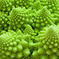500 ROMANESCO BROCCOLI Broccoflower Roman Cauliflower Pyramid Broccolo Brassica Oleracea Vegetable Seeds