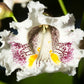 50 Flowering NORTHERN CATALPA Speciosa TREE Seeds (aka Western Catalpa or Catawba / Indian Cigar / Fish-Bait)