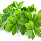 100 FIESTA Green CILANTRO / CORIANDER Coriandrum Sativum Herb Vegetable Seeds