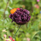 250 BLACK PEONY POPPY Papaver Peoniflorum Flower Seeds