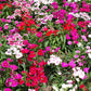 100 WEE Willie Dwarf SWEET WILLIAM Mixed Colors Dianthus Barbatus Flower Seeds