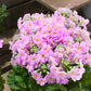 100 PINK FAIRY PRIMROSE Primula Malacoides Baby Primrose Shade Houseplant Flower Seeds