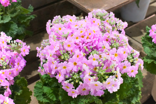 100 PINK FAIRY PRIMROSE Primula Malacoides Baby Primrose Shade Houseplant Flower Seeds