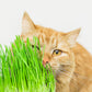 500 Organic CAT GRASS WHEAT Grass Pet Grass Wheatgrass Catgrass Triticum Aestivum Seeds