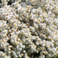 100 PEARLY EVERLASTING Anaphalis Margaritacea Fragrant Butterfly Flower Seeds
