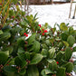 20 Creeping WINTERGREEN / TEABERRY Gaultheria Procumbens Evergreen Flower Seeds