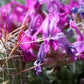 30 Purple LOCOWEED CRAZYWEED Oxytropis Lambertii Native Flower Seeds