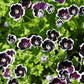 50 PENNIE BLACK - NEMOPHILA Discoidalis Penny White Flower Seeds