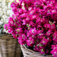 50 Rose PINK STOCK Matthiola Incana Ten-Week Gillyflower Seeds