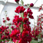 50 Crimson RED STOCK Matthiola Incana Ten-Week Gillyflower Seeds