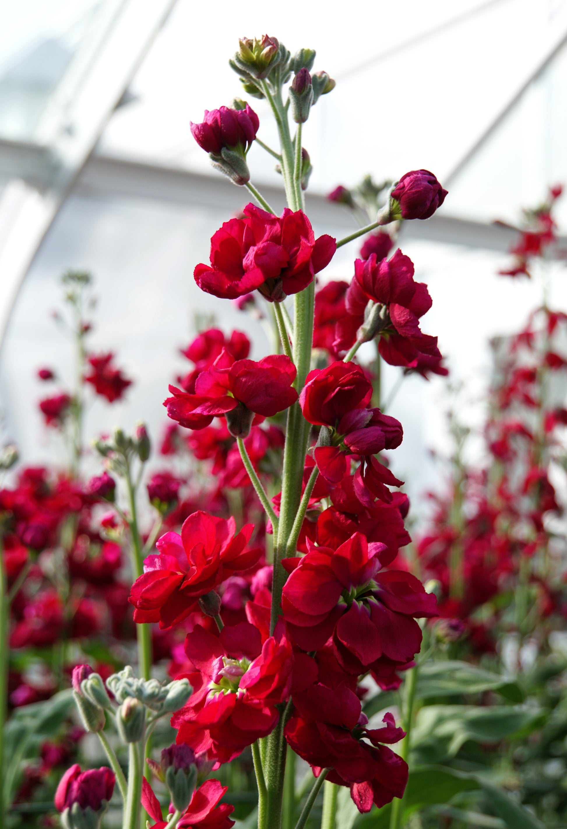 gilly flower plant 50 Crimson RED STOCK Matthiola Incana Ten-Week Gillyflower Seeds