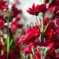 50 Crimson RED STOCK Matthiola Incana Ten-Week Gillyflower Seeds