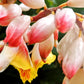 5 KAT GINGER Pink & Yellow Shell Alpinia Katsumadai Hayata Flower Herb Seeds