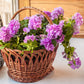 20 DOUBLE MIX PETUNIA Floribunda Red Pink Purple Flower Seeds