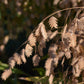 100 RIVER OATS (Northern Sea Oats / Inland Oats) Ornamental Uniola Latifolia Grass Seeds