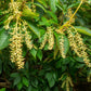 50 LILY Of The VALLEY TREE Sourwood Sorrel Oxydendrum Arboreum Flower Seeds