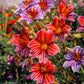 200 Mixed Colors PAINTED TONGUE (Velvet Trumpet Flower) Salpiglossis Grandiflora Virgiana Flower Seeds