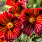 200 Mixed Colors PAINTED TONGUE (Velvet Trumpet Flower) Salpiglossis Grandiflora Virgiana Flower Seeds