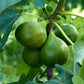 30 COMMON Edible FIG TREE Ficus Carica Purple Brown Skin Pink Flesh Fruit Seeds
