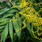 15 PARLOR PALM Neanthe Bella Palm Chamaedorea Elegans Tree Houseplant Seeds