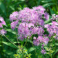 5 COLUMBINE MEADOW RUE Thalictrum Aquilegifolium Purple Pink Flower Seeds