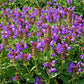 100 HEAL ALL Self Heal Prunella Vulgaris Purple Herb Flower Seeds