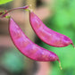 10 Ruby Moon HYACINTH BEAN Lablab Purpureus Blue Purple White Flower Ornamental Vine Seeds