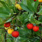 25 STRAWBERRY TREE Edible Red Berry Tree Arbutus Unedo Seeds Irish Killarney