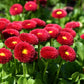 100 RED ENGLISH DAISY Bellis Perennis Double Flower Seeds