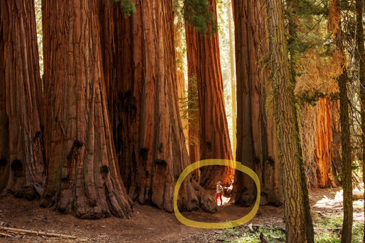 40 GIANT SEQUOIA Sequoiadendron Giganteum Sierra Redwood Tree Seeds