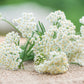 1000 WHITE YARROW Achillea Millefolium Flower Seeds
