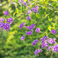 10 GOLDEN DEWDROP Duranta Erecta Repens Golden Foliage Blue Violet Purple White Flower Orange Ornamental Berry Shrub Seeds