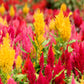 150 Mixed PAMPAS PLUMES COCKSCOMB Celosia Plumosa Flower Seeds