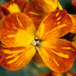 300 Mixed Colors ENGLISH Aegean WALLFLOWER Cheiranthus Cheiri Erysimum Pink Red Yellow Purple Bicolor Flower SeedsSeeds