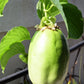 5 GIANT GRANADILLA Red Passion Flower Passiflora Quadrangularis Yellow Fruit Vine Seeds