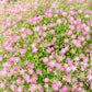 350 RED BABYS BREATH Gypsophila Elegans Baby's Breath Flower Seeds