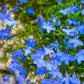 200 BLUE SAPPHIRE LOBELIA Erinus Trailing for Planters or Groundcover Flower Seeds